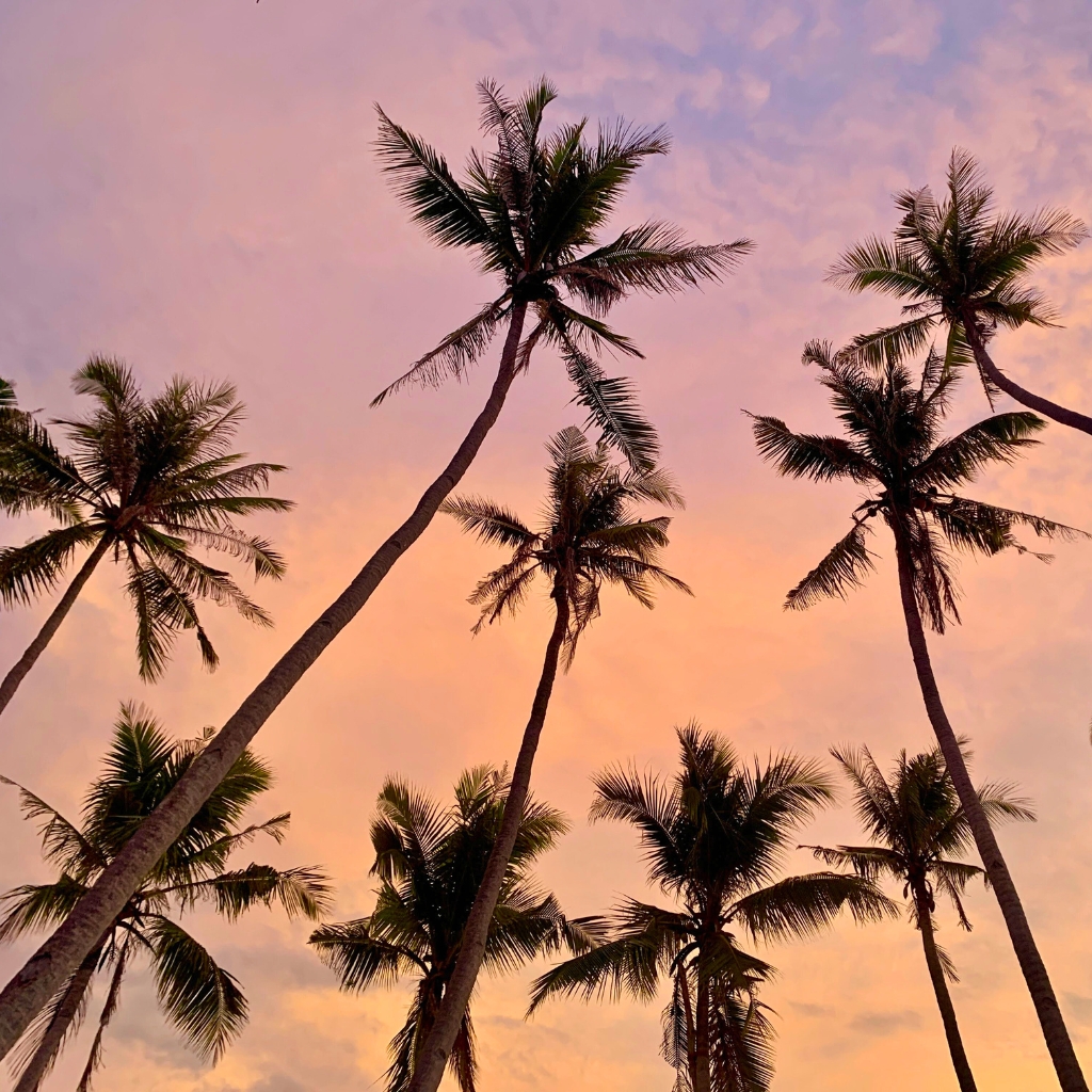 palmiers au coucher du soleil