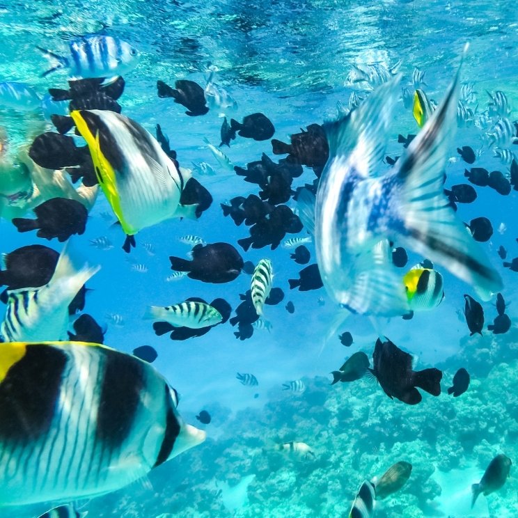 snorkelling à Siquijor